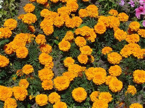 Yellow, marigold - Flowers wallpapers: 2400x1800