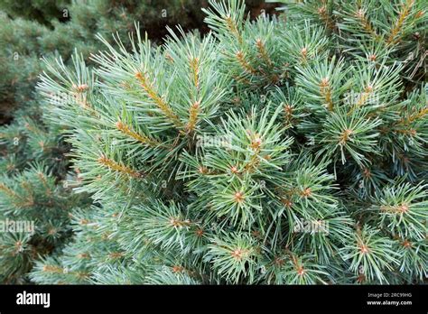 Scots Pine Pinus Sylvestris Watereri Needles Branch Pinus