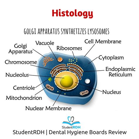 Lysosomes In A Cell