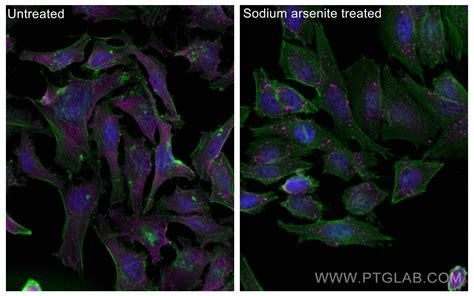 G3BP1 Antibody CL647 66486 Proteintech