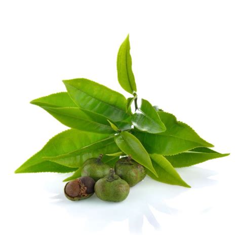 Buy Bulk Green Tea Seed Oil Virgin Jedwards International