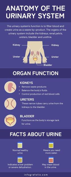 Anatomy Of The Urinary System Infographic Template Infografolio