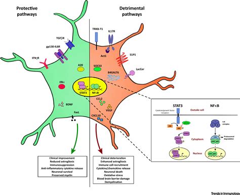 Astrocytes Key Regulators Of Neuroinflammation Trends In Immunology