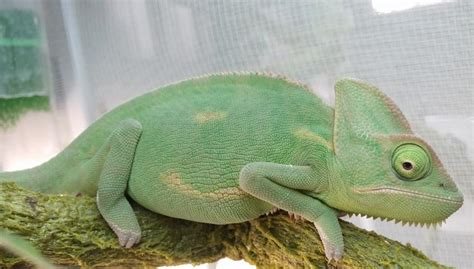 35 Cool Facts About The Veiled Chameleon Chameleonowner