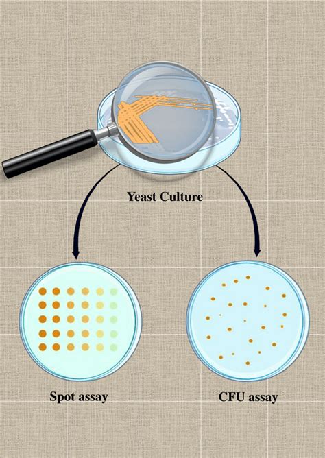 Pdf Spot Assay And Colony Forming Unit Cfu Analysesbased