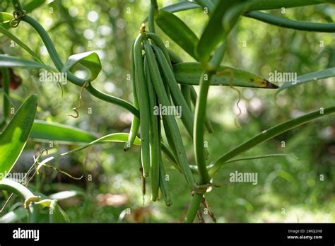 French Polynesia Tahaa Or Tahaa Cultivation Of Vanilla From Tahaa