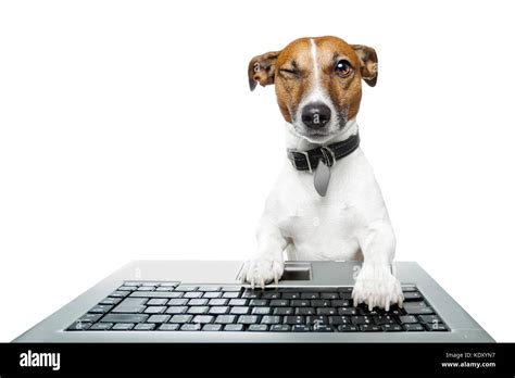 Dog Computer Pc Tablet Stock Photo Alamy