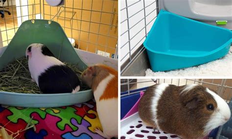 Guinea Pig Litter Box How To Choose The Best One For Your Piggie