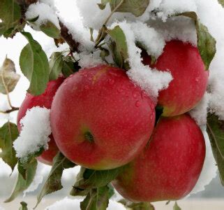 Winter Fruits: 8 Garden Additions For The Cold Months • Insteading