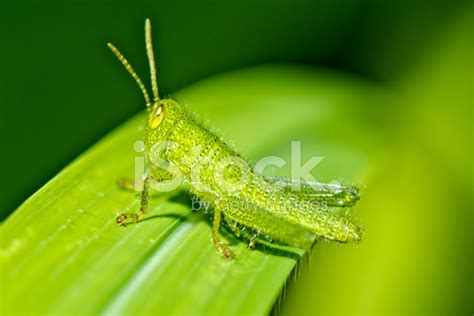 Baby Grasshopper stock photos - FreeImages.com