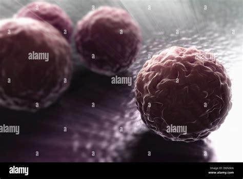 Chlamydia Trachomatis Immagini E Fotografie Stock Ad Alta Risoluzione