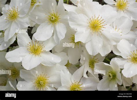 Clematis x cartmanii Avalanche. Evergreen clematis also called Clematis ...