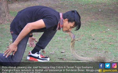 Pawang Ular Dipatuk King Kobra Meninggal Pria Tua Datang