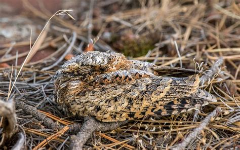 Common Poorwill Audubon Field Guide