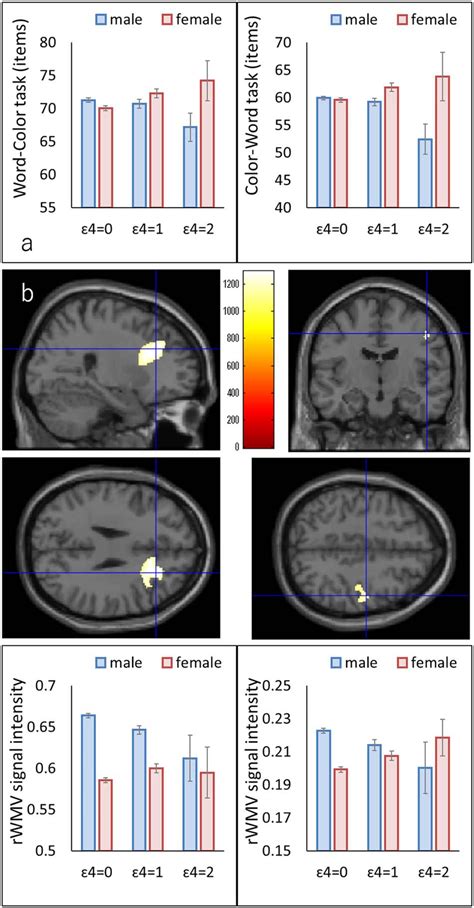 Apoe ε4 Genotype−sex Interaction Effects On Cognitive Function As Well