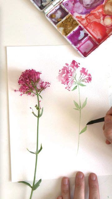 Sarah Van Der Linden Aquarelle on Instagram Une valériane rouge