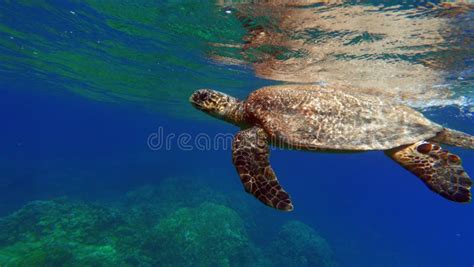 Hawksbill Sea Turtle Cr Species Hawksbill Turtle Eretmochelys