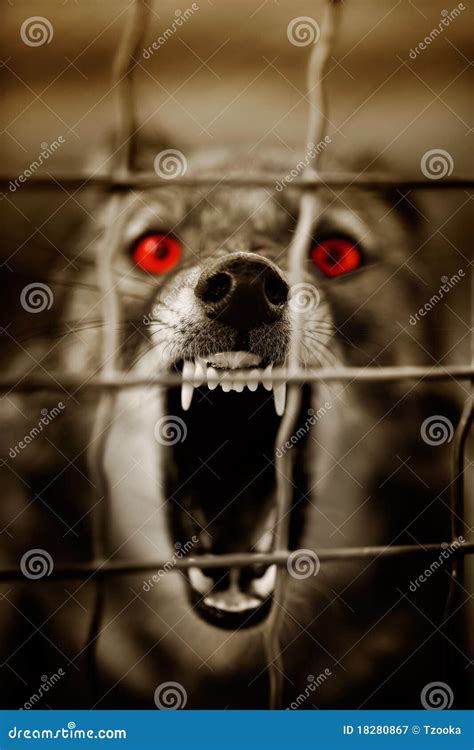 Guard dog stock image. Image of bark, ferocious, dark - 18280867