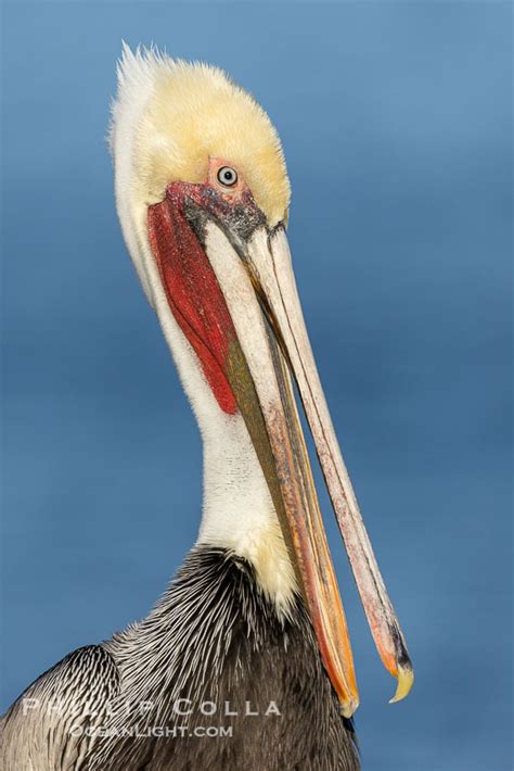 California Brown Pelican Non Breeding Portrait Pelecanus Occidentalis