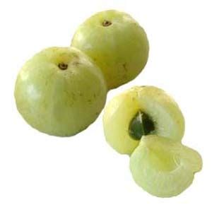 Emblica Officinalis Extract - Emblica Officinalis Extract Exporter ...