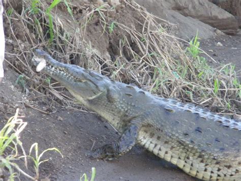 Rauhala Ramblers: Crocodile River Tour-Costa Rica