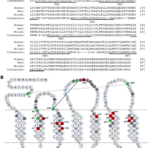 A Amino Acid Sequence Comparison Of Human Rat And Mouse Ebi