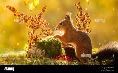 Red Squirrel Standing In Grass Hi Res Stock Photography And Images Alamy