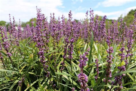 choose plants   thrive    zealand garden