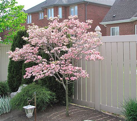Flowering dogwood tree varieties – Artofit
