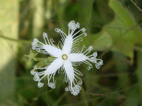 Las Flores Mas Raras Del Mundo De Los Cactus Y Otras