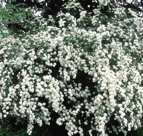 Spirea Bridalwreath Vanhoutte Spirea