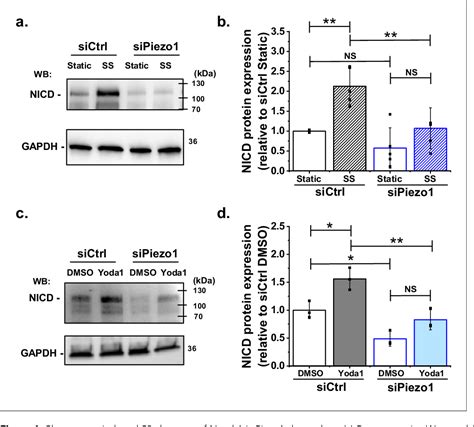 Figure From Shear Stress Activates Adam Sheddase To Regulate Notch