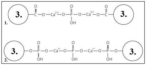 Calcium Caseinate Structure