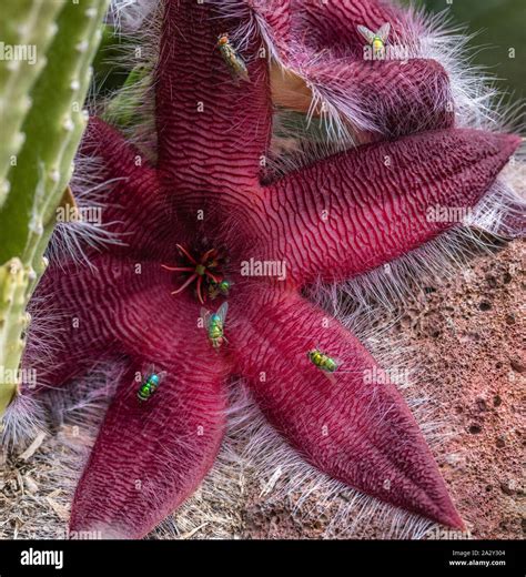 Starfish Flower Stapelia Grandiflora Hi Res Stock Photography And