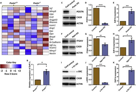 Inhibition Of Integrin And C Src Phosphorylation Increases Sdf 1a In