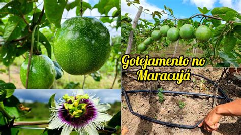 instalando a irrigação do plantio de maracujá fita de gotejamento