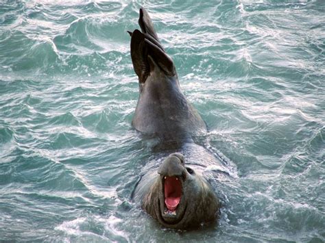 Otago Peninsula Wildlife : Elm Wildlife Tours - Otago Peninsula ...