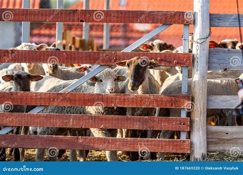 Flock Of Sheep In A Wooden Corral On A Sunny Day Horizontal