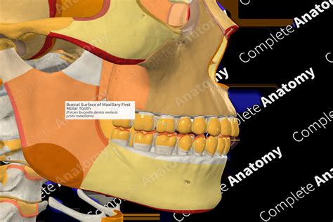 Buccal Surface of Maxillary First Molar Tooth | Complete Anatomy