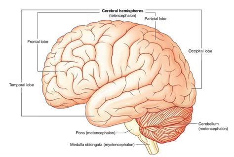 Parietal lobe – Structure, Functions and Damage – Earth's Lab