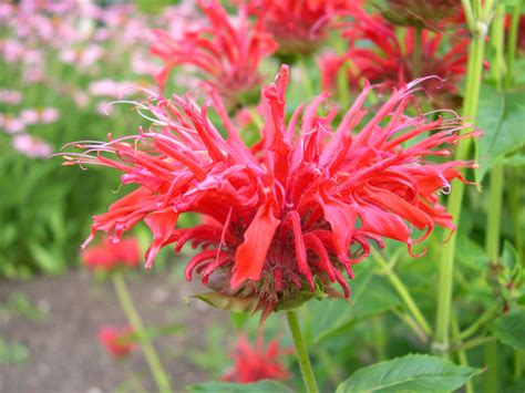 Monarda Fire Marshall