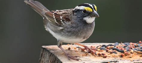 Chirping at night can put birds at greater collision risk - The ...