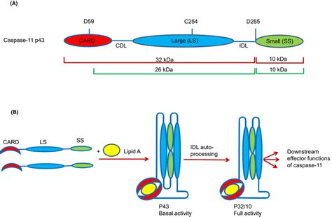 A Domain Structure Of Caspase11 Showing Caspase Cleavage Sites The