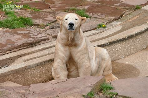 Vera Nanuq Eisb Ren Tiergarten N Rnberg Das Bin Ich Ela