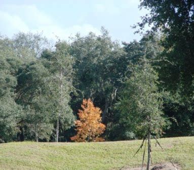 Earth Shattering Gardening: Florida Fall Foliage