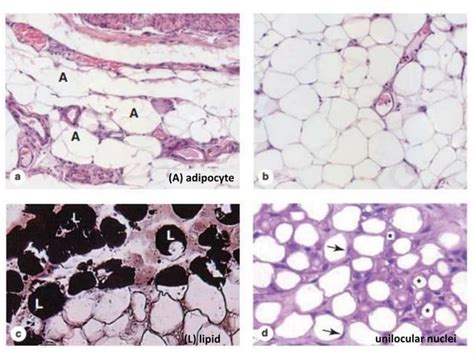 Adipose Tissue Histology Ppt