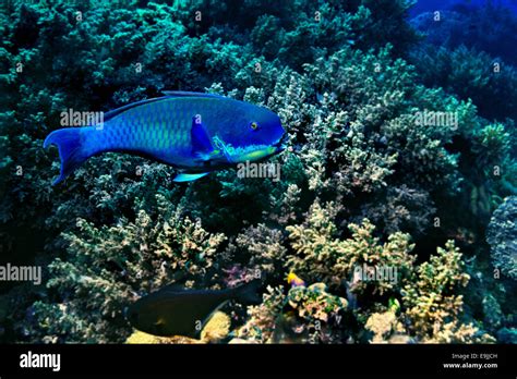 Steephead Parrotfish Chlorurus Microrhinos Raja Ampat West Papua