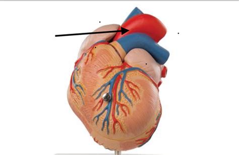 Heart Structures Flashcards Quizlet