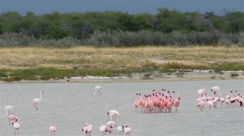 Greater Pink Flamingos Dancing Ritual In Water Etosha National Park In