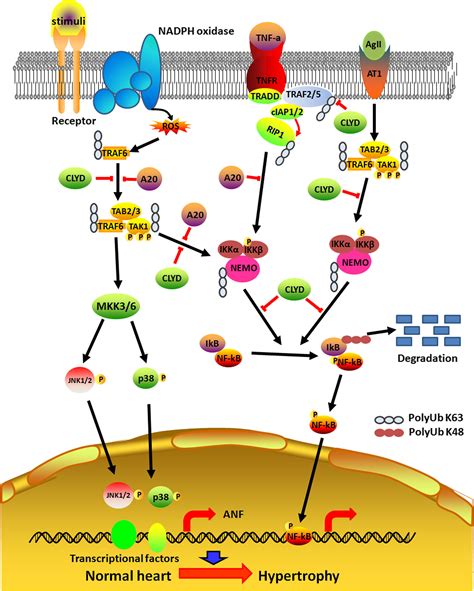 The Role Of K Linked Polyubiquitination In Cardiac Hypertrophy Yan